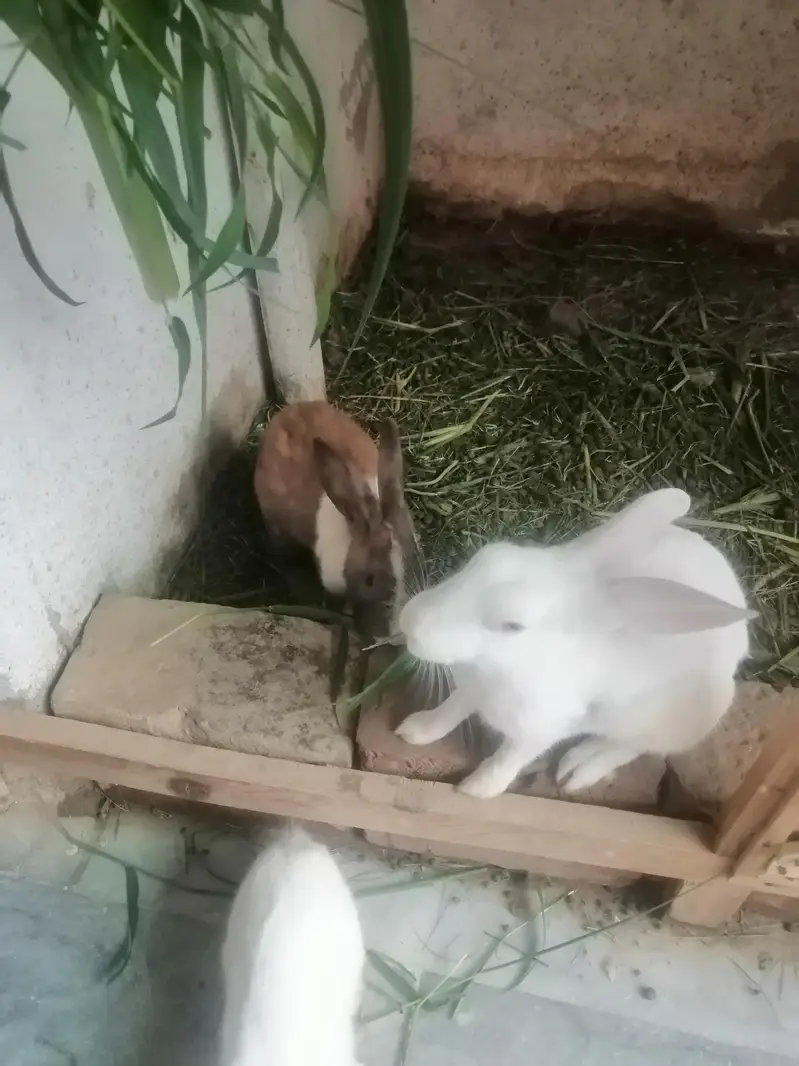 Rabbit male or female for sale — photo 2