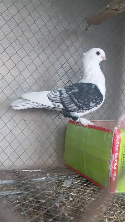 santinant pair