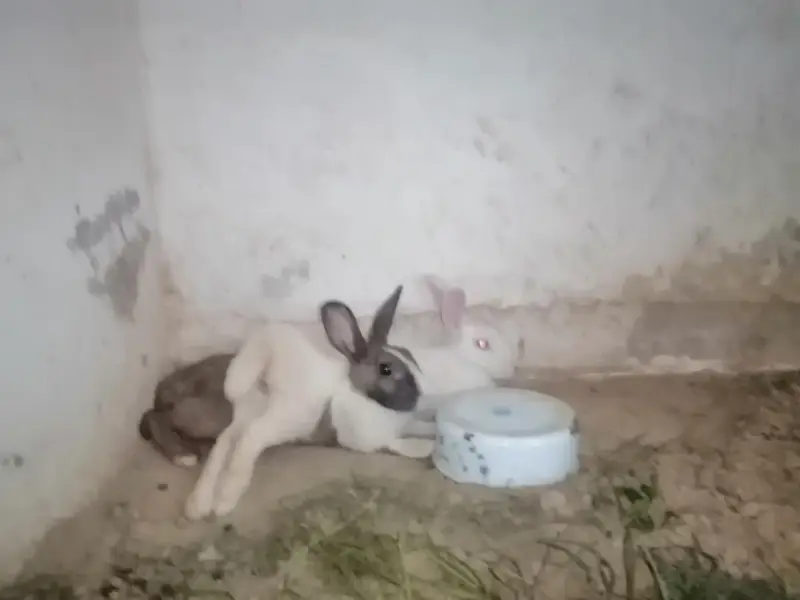 Rabbit male or female for sale — photo 4