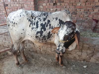 buht hee kubsurt bach 2027 ki qurbani