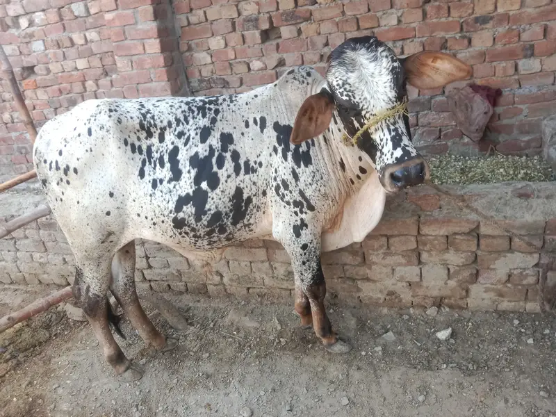 buht hee kubsurt bach 2027 ki qurbani — photo 2