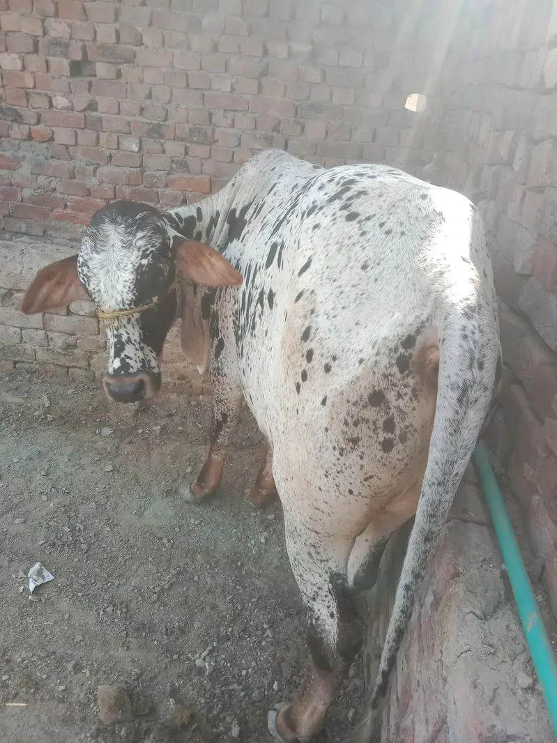 buht hee kubsurt bach 2027 ki qurbani — photo 3