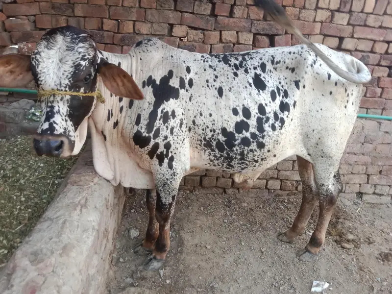 buht hee kubsurt bach 2027 ki qurbani — photo 4