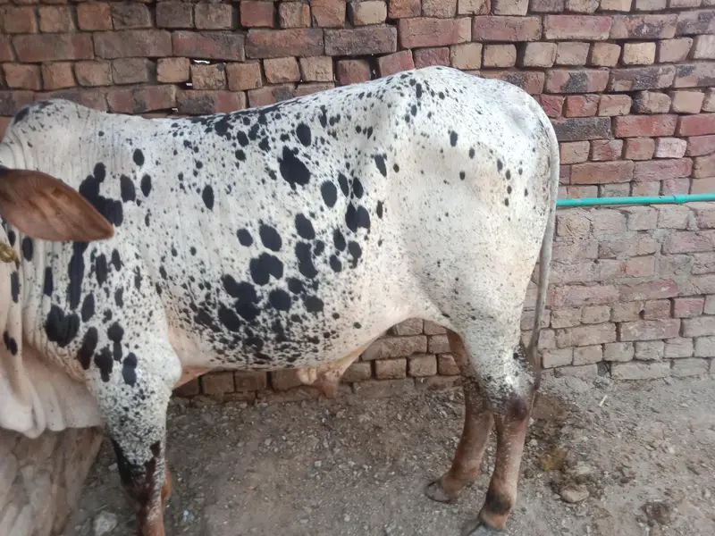 buht hee kubsurt bach 2027 ki qurbani — photo 5
