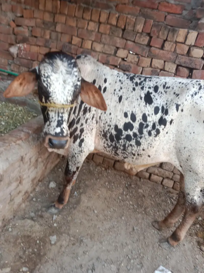 buht hee kubsurt bach 2027 ki qurbani — photo 6