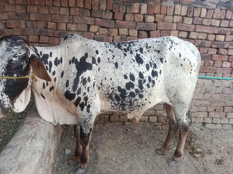 buht hee kubsurt bach 2027 ki qurbani — photo 7