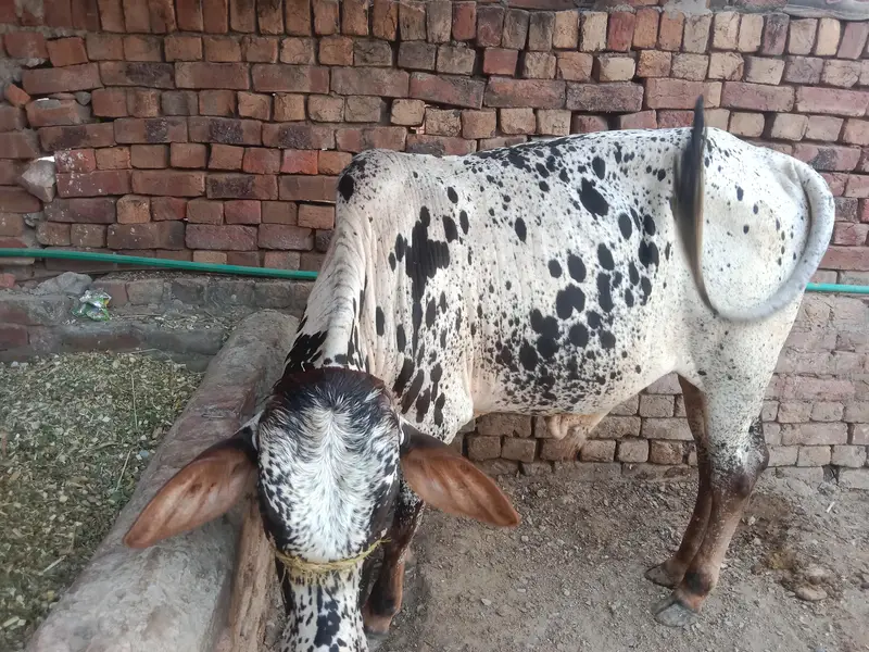 buht hee kubsurt bach 2027 ki qurbani — photo 8