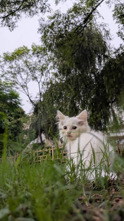 persian kitten