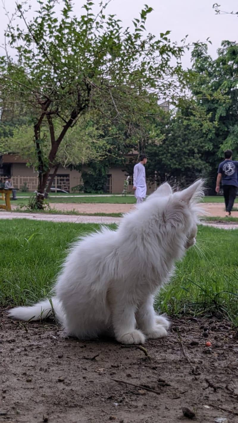 persian kitten 1