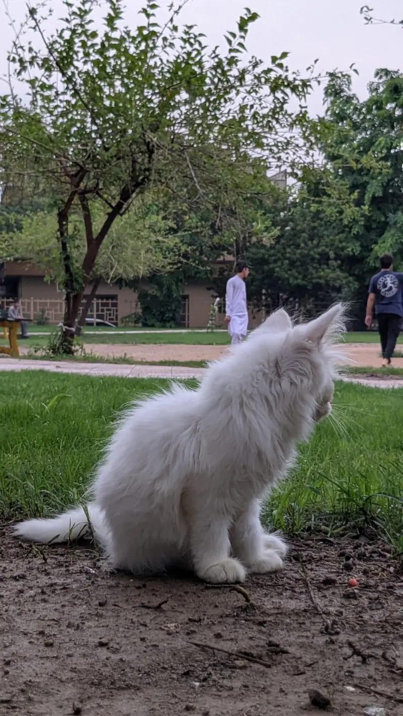 persian kitten — photo 2