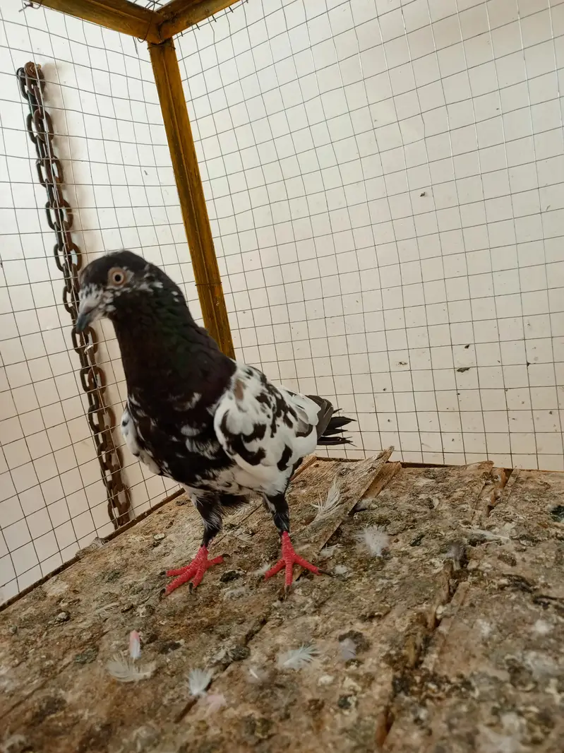 kabootar 12 pice — photo 2