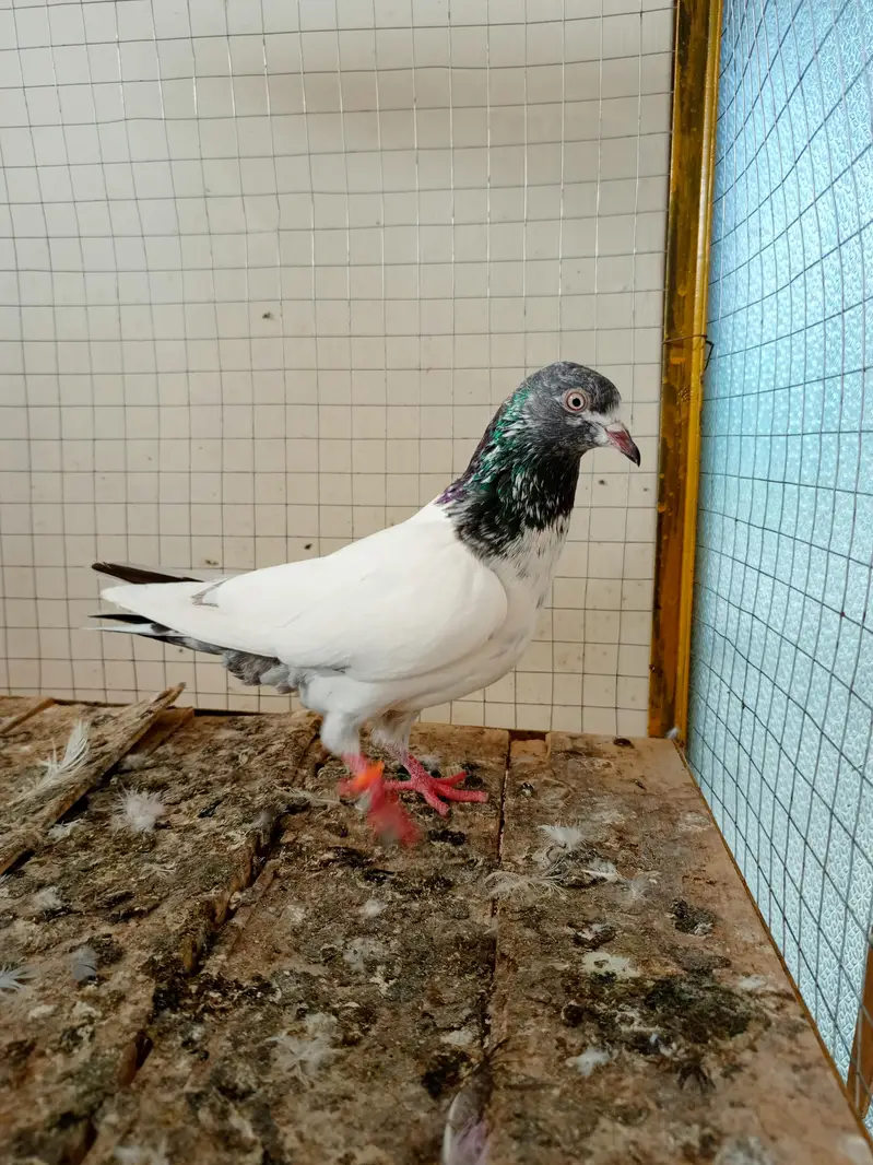 kabootar 12 pice — photo 3