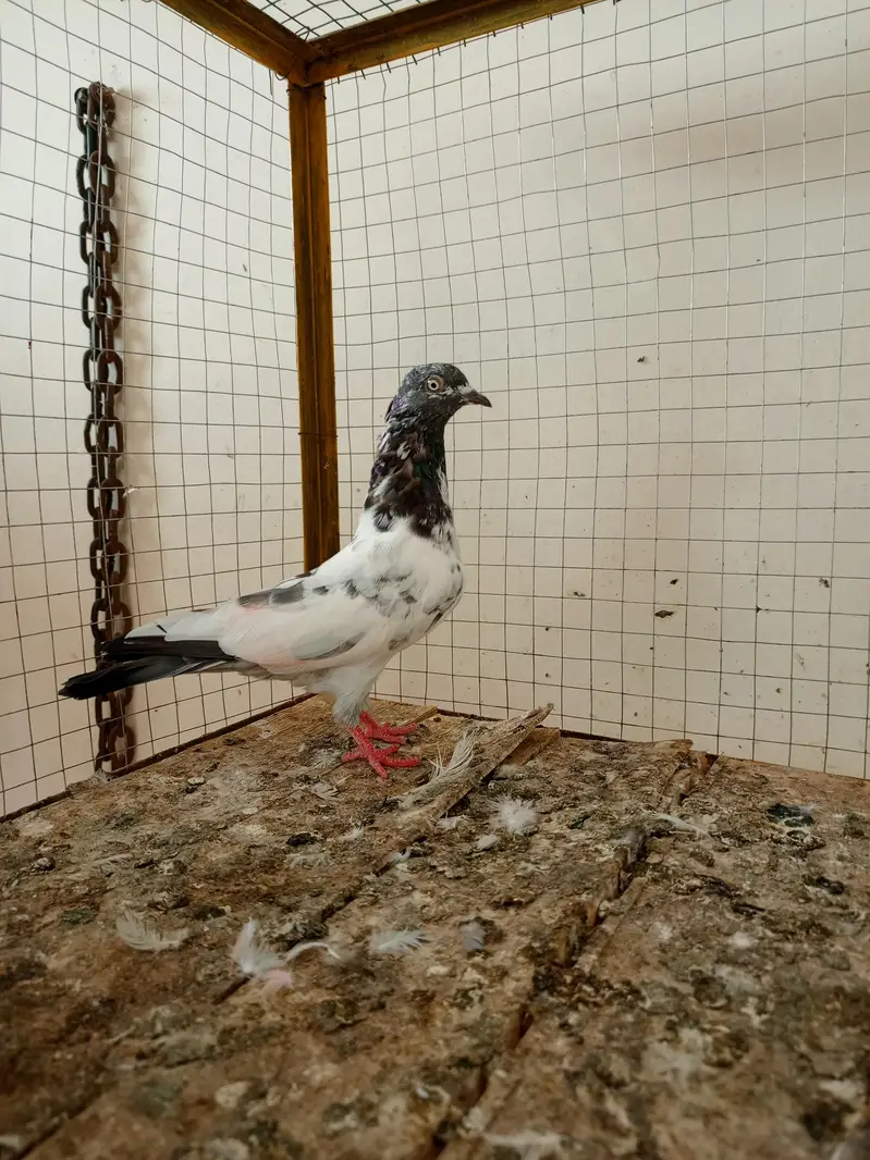 kabootar 12 pice — photo 5
