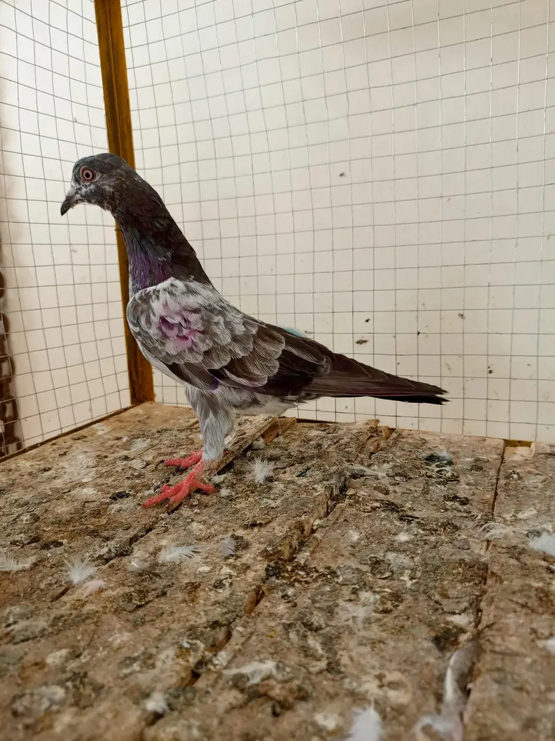 kabootar 12 pice — photo 7