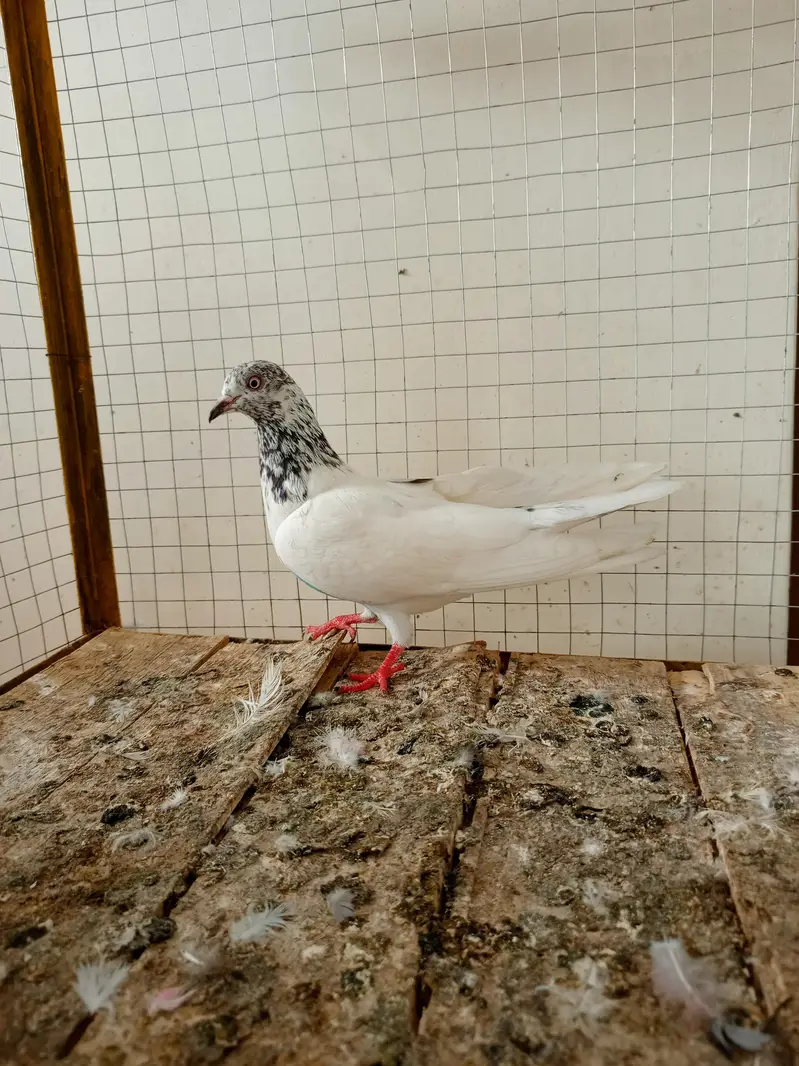 kabootar 12 pice — photo 8