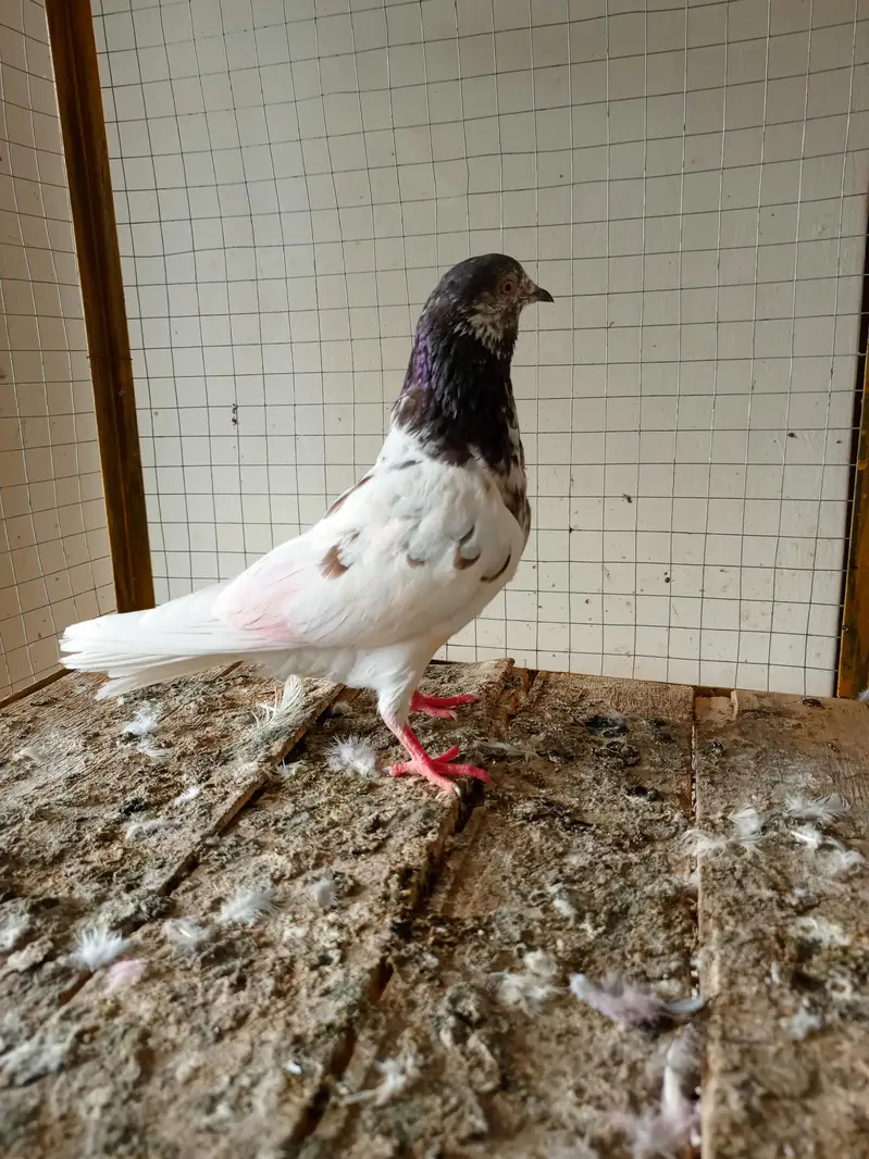 kabootar 12 pice — photo 9
