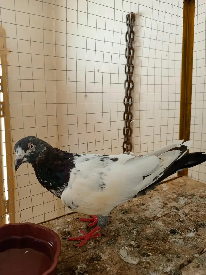kabootar 12 pice — photo 10