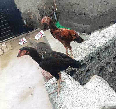 2 Aseel Male chicks for sale