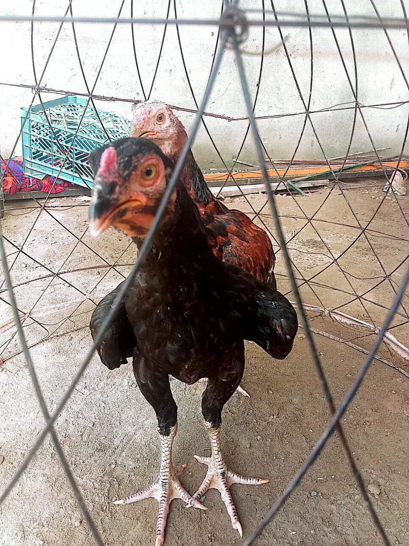 2 Aseel Male chicks for sale — photo 2