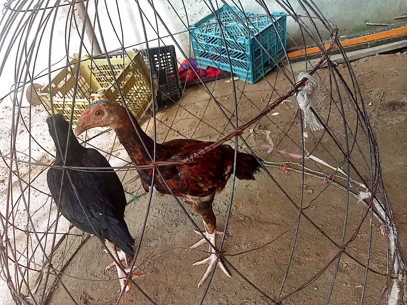 2 Aseel Male chicks for sale — photo 3