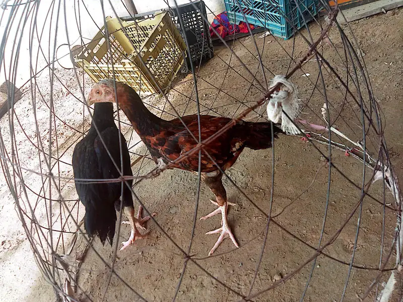 2 Aseel Male chicks for sale — photo 4