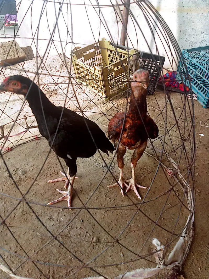2 Aseel Male chicks for sale — photo 5