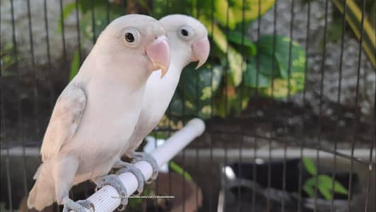 love birds breeder pair for sale ha