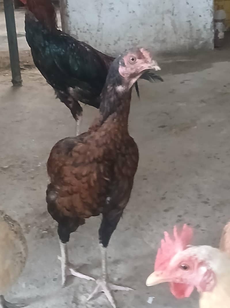 aseel pair 2