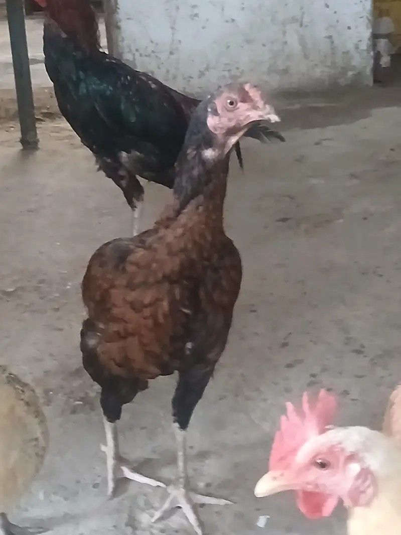 aseel pair — photo 3