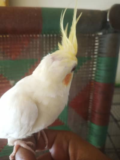cockteil red eyes hand tamed