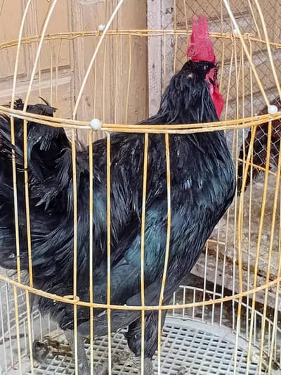 Australorp Rooster / Murgh