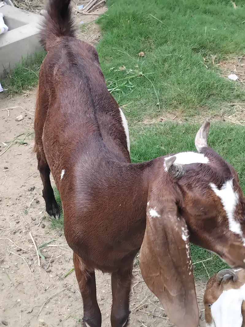 Pure desi putt- Kheeri — photo 4