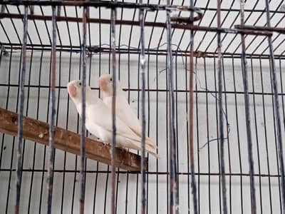 love birds breeder pair for sale ha