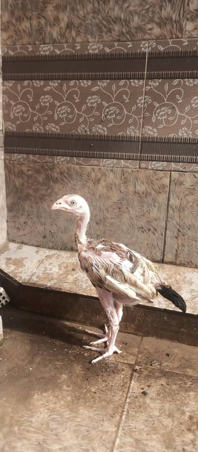 Aseel chicks age Almost 3 months healthy and active
