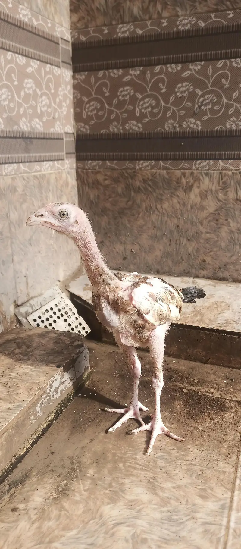 Aseel chicks age Almost 3 months healthy and active — photo 2
