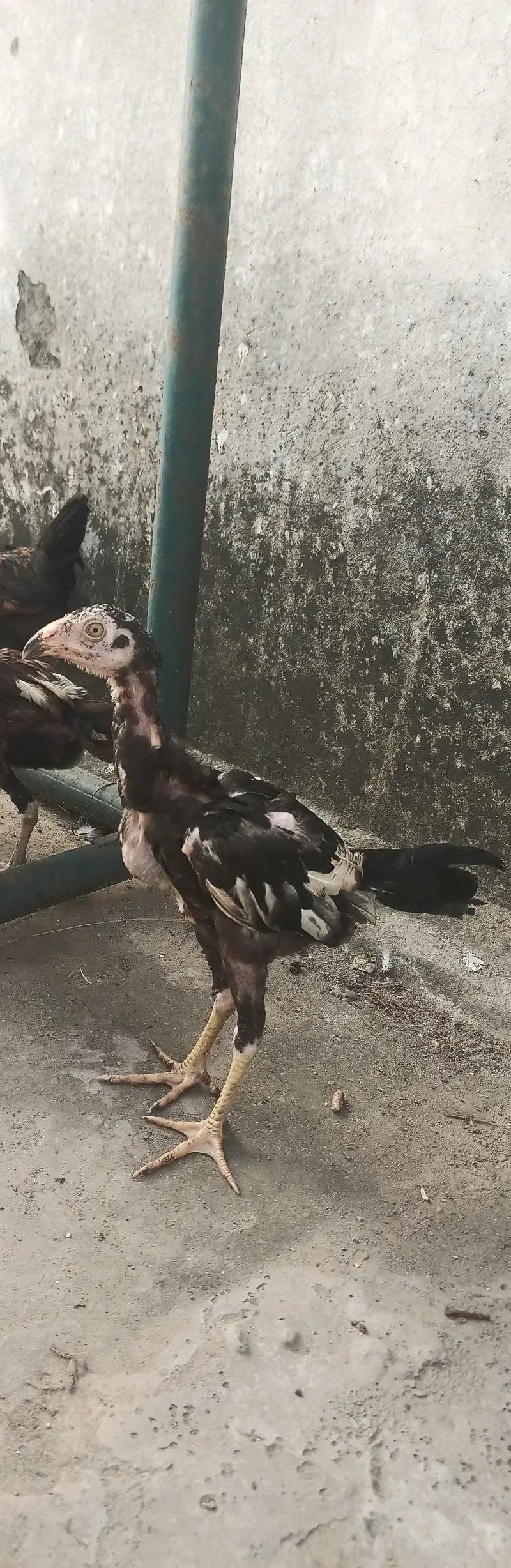 Aseel chicks age Almost 3 months healthy and active — photo 3