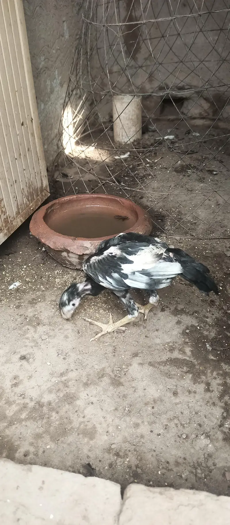 Aseel chicks age Almost 3 months healthy and active — photo 4