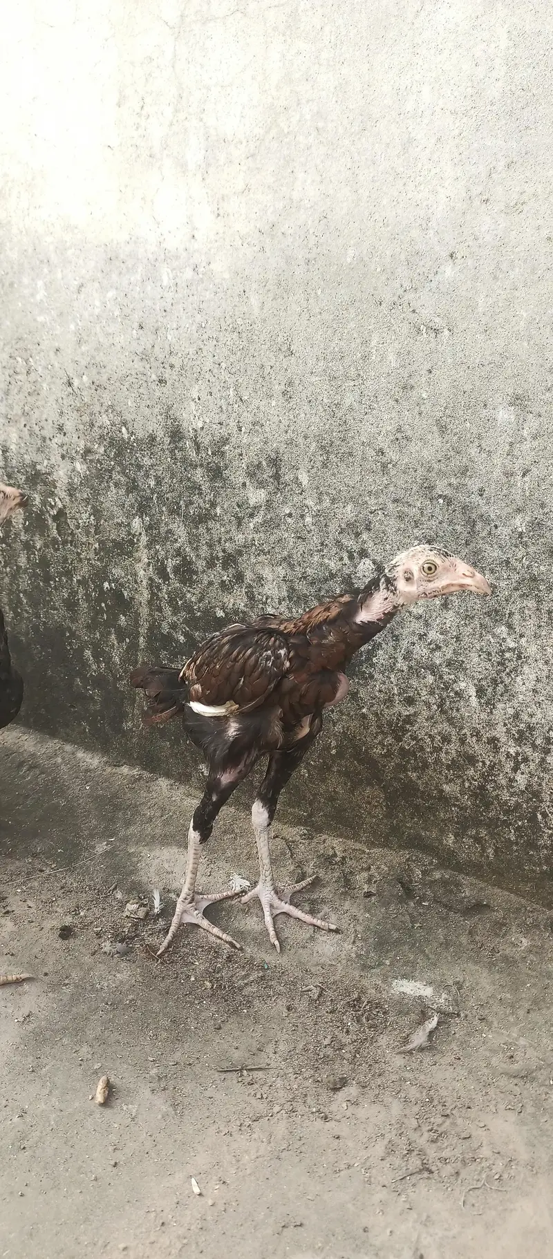 Aseel chicks age Almost 3 months healthy and active — photo 5