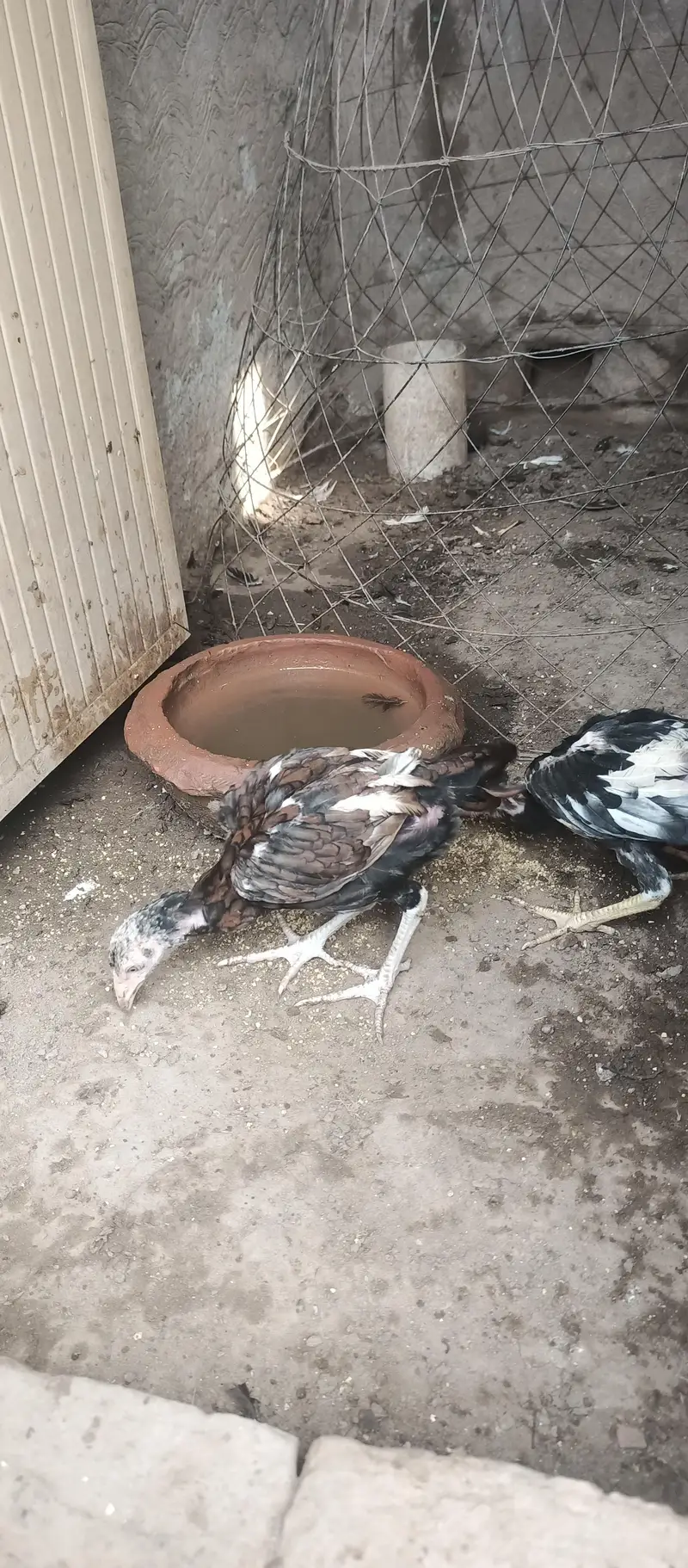 Aseel chicks age Almost 3 months healthy and active — photo 6