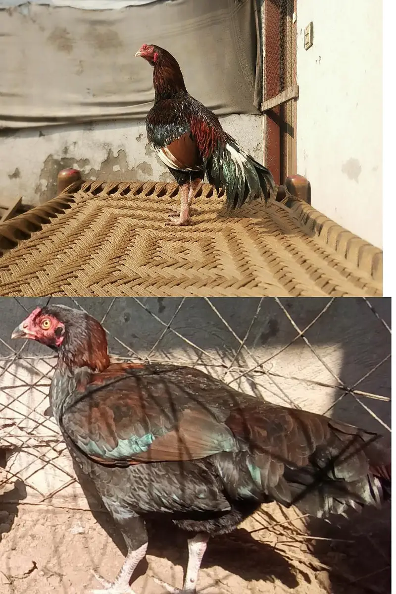 Aseel chicks age Almost 3 months healthy and active — photo 7