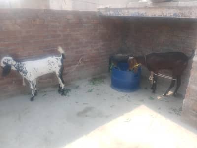 Desi Bakri with Kid
