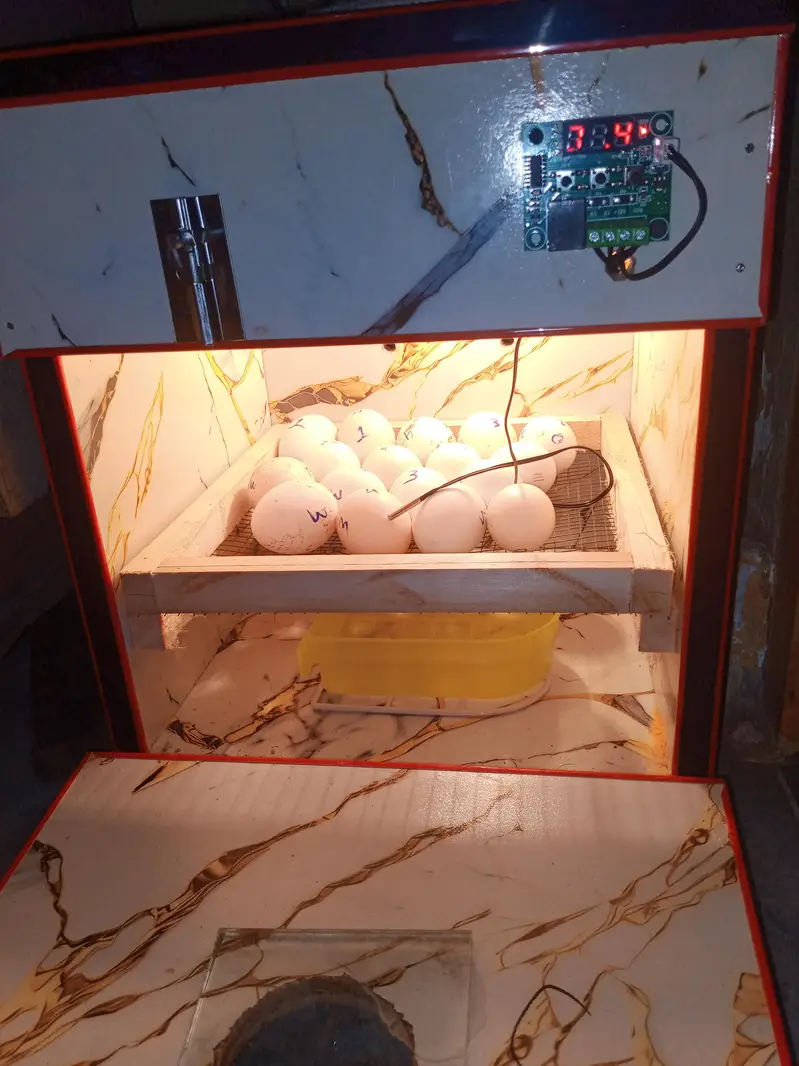eggs incubator — photo 2