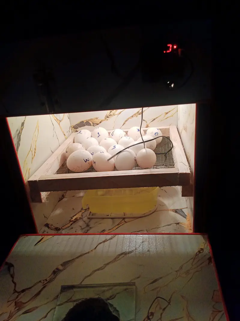 eggs incubator — photo 3