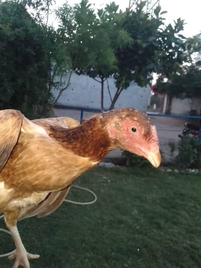 aseel murgi for sale