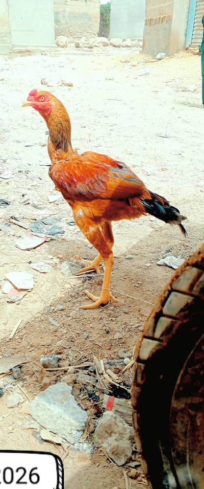 peela