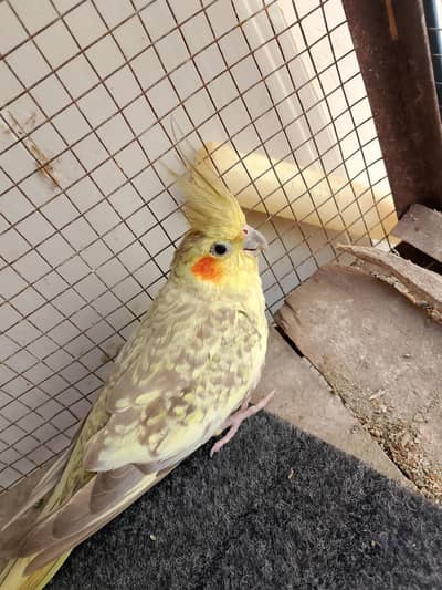 1x femail 100% breeder Hain 03061358121