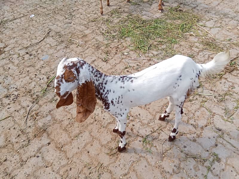 Nice goat 0