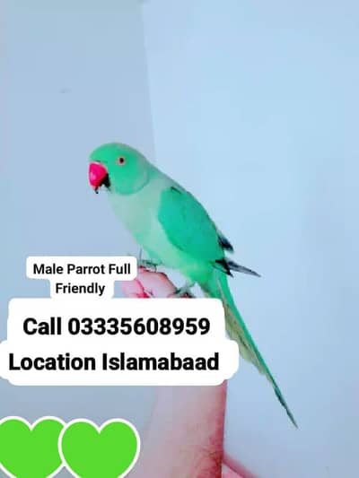 Hand Tamed Friendly Green Ring Neck Parrot
