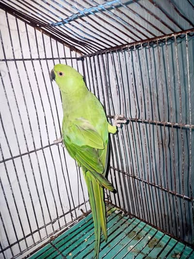 ringneck parrot