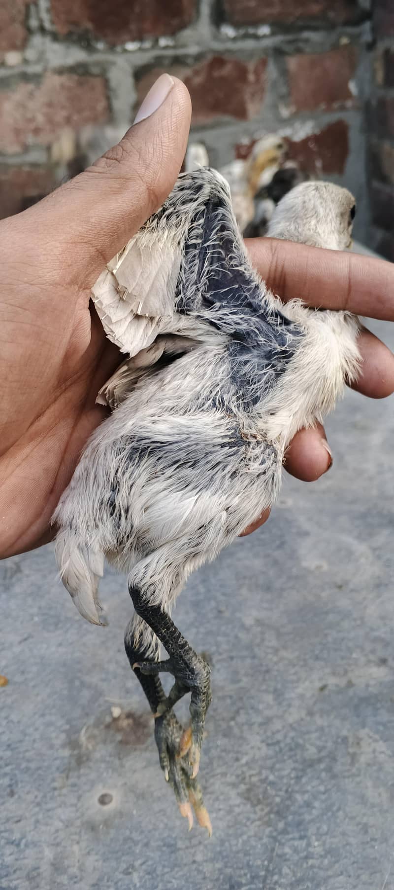 Dragon breed available 10